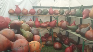 Brimfield is gourd-geous. 